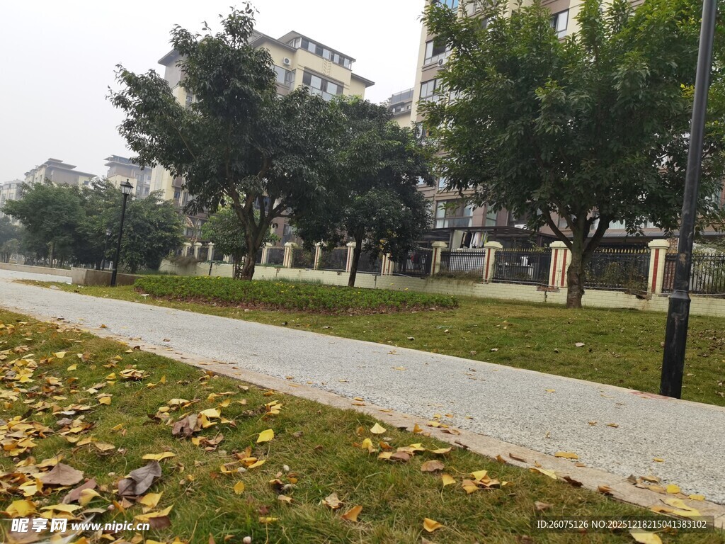 秋日校园林荫道景色