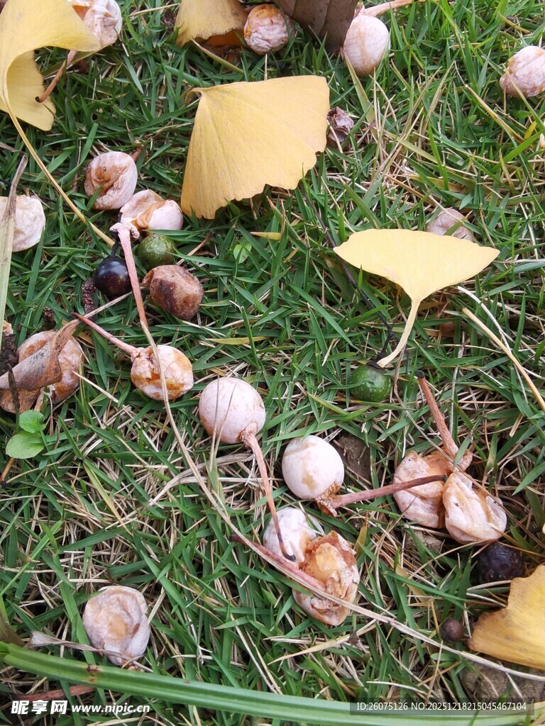 草地上的银杏果与落叶
