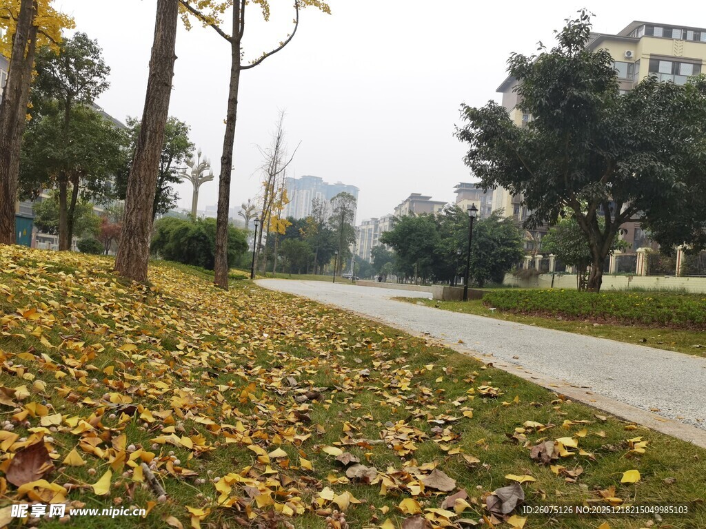 秋日落叶铺就的静谧小路