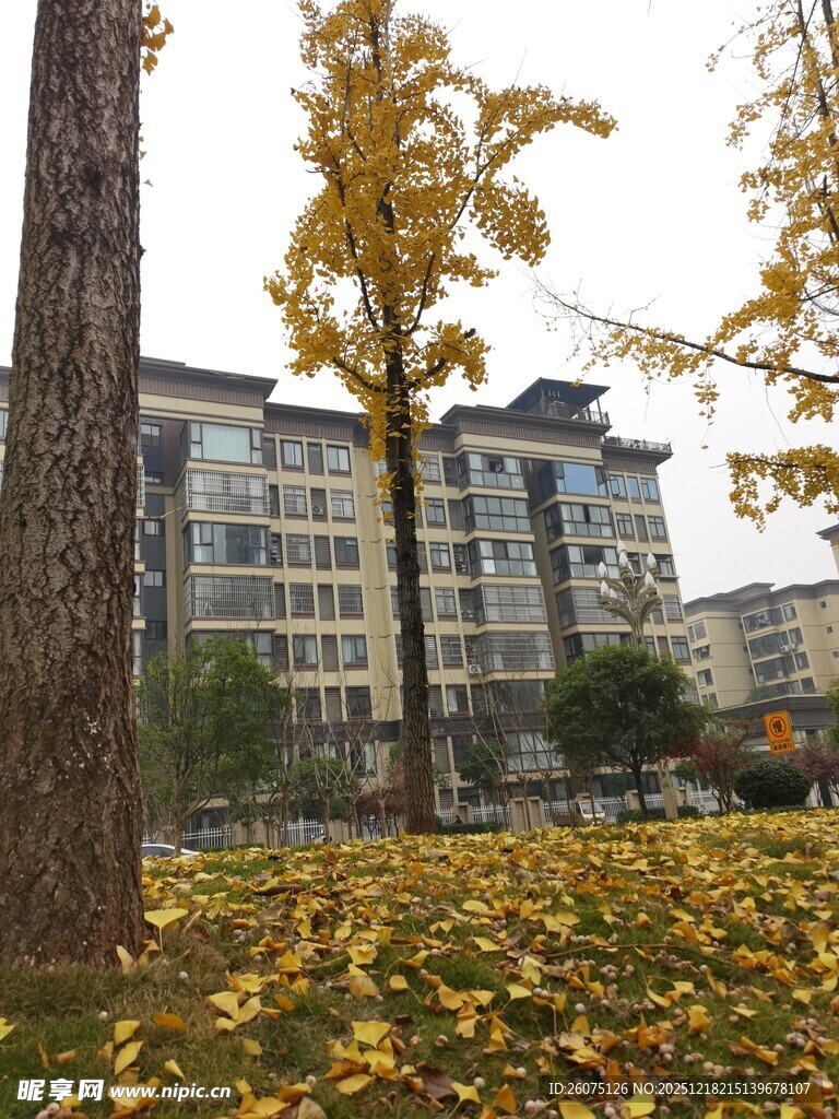 秋日树下金黄落叶景观