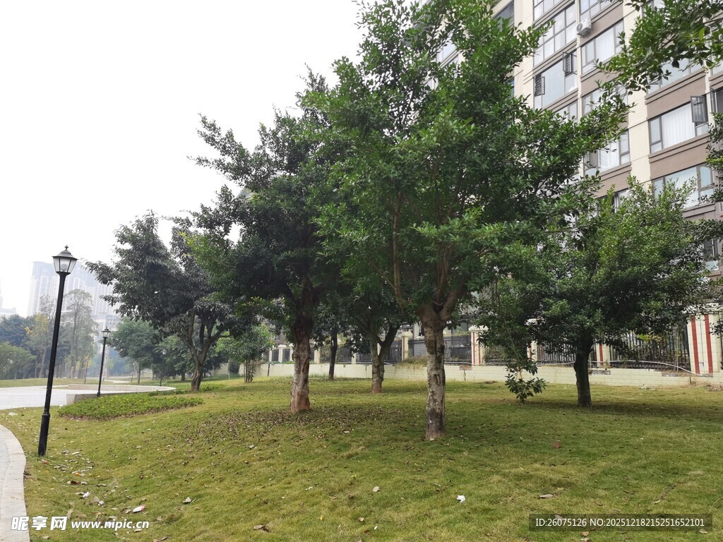 小区内绿树成荫的草坪