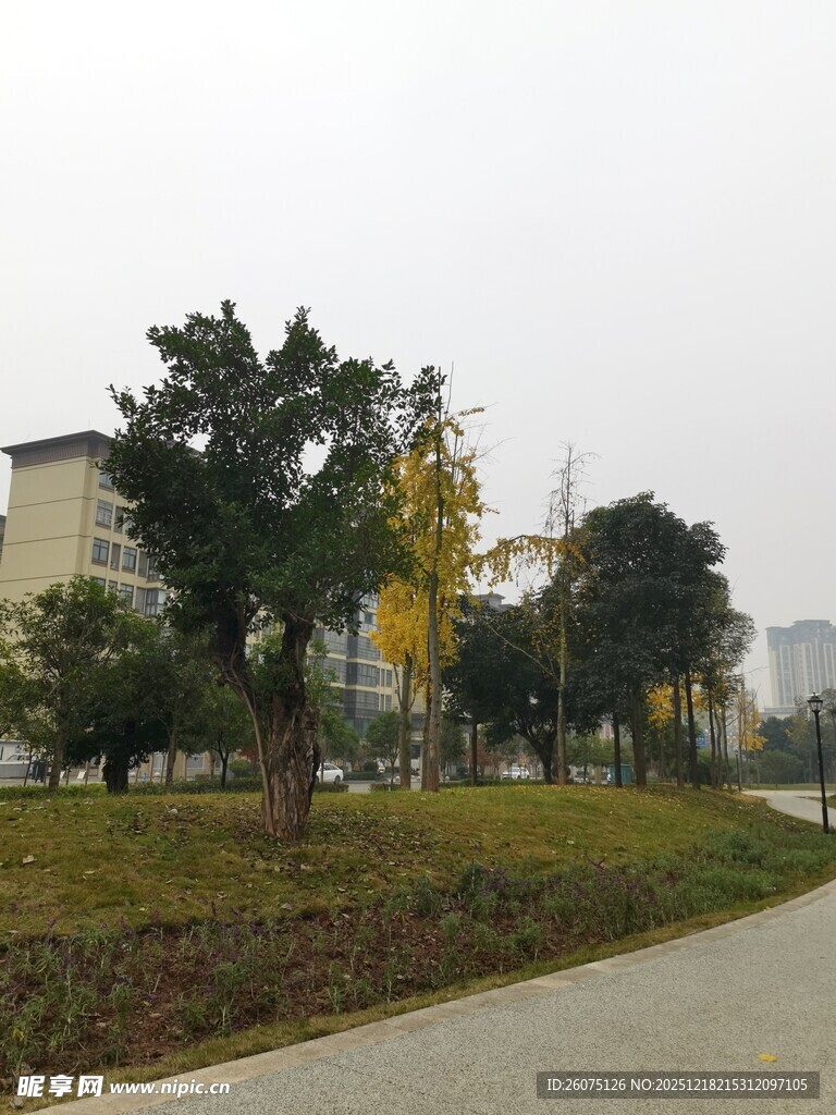 城市公园中的绿树与建筑