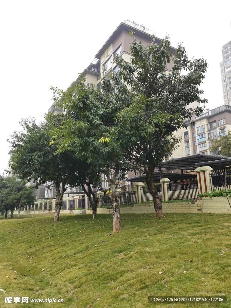 小区旁的绿树与草地景观