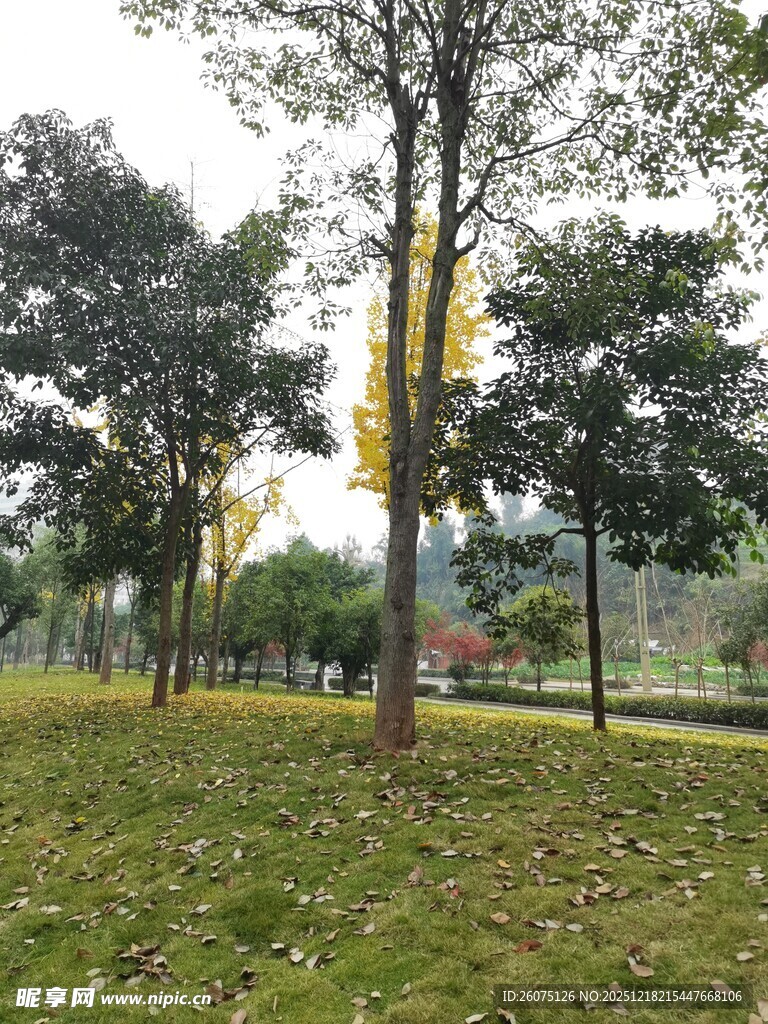 公园草地树木秋日景象