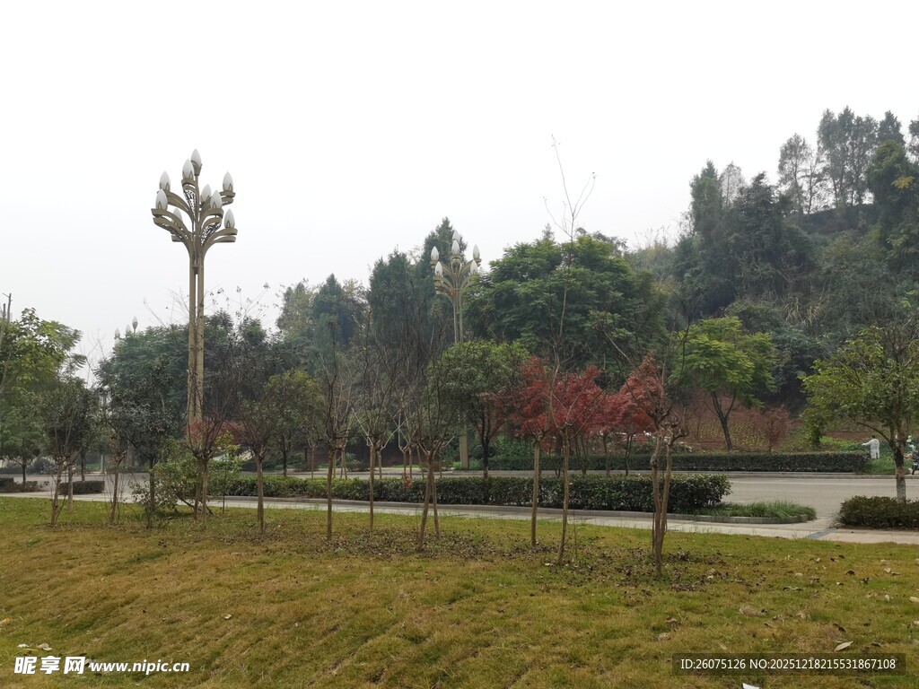 公园草地与树木景观