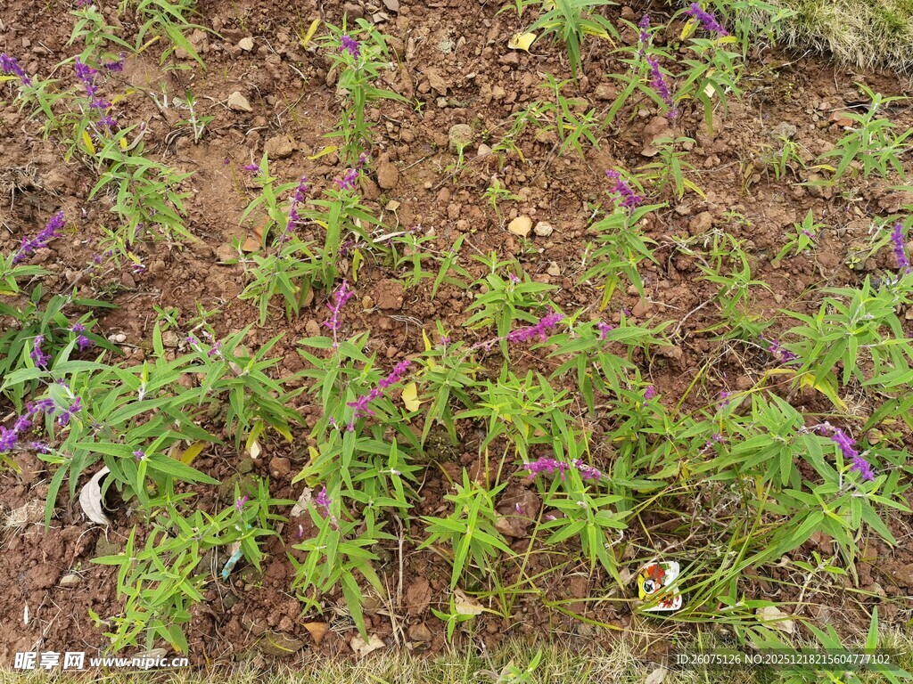 田间嫩绿植物生机勃勃
