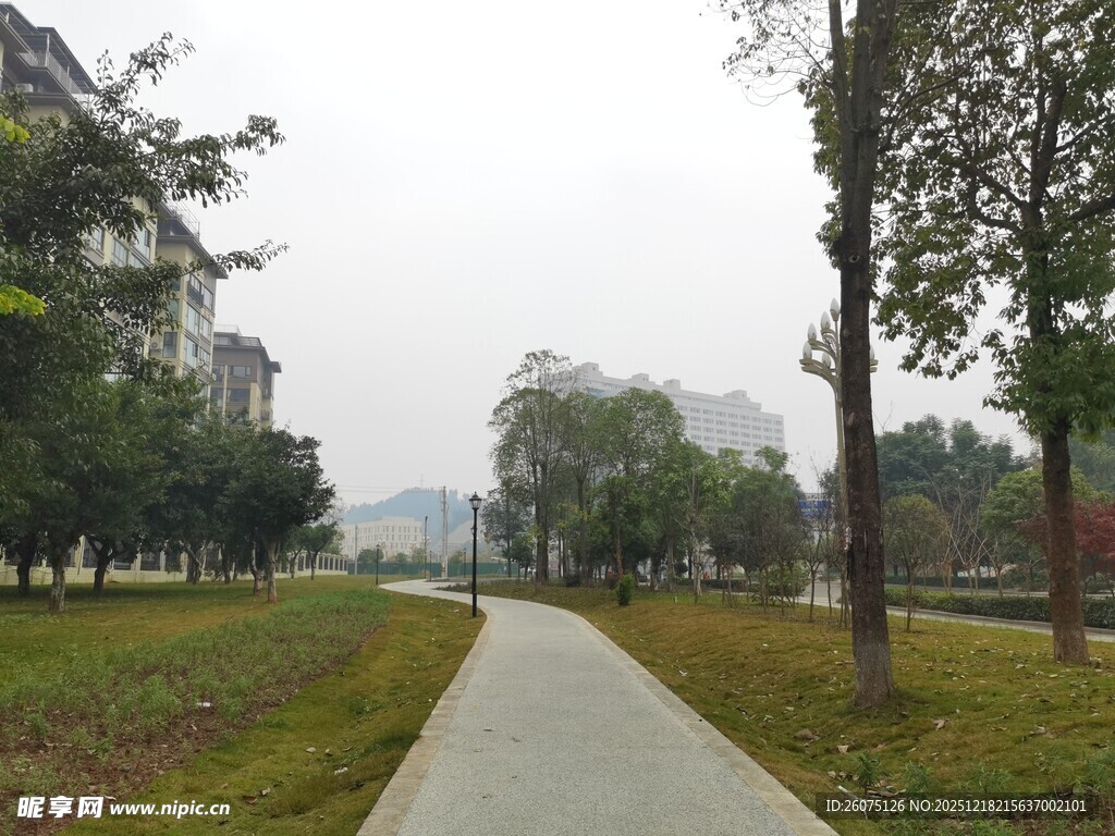 宁静小路旁的绿植景观