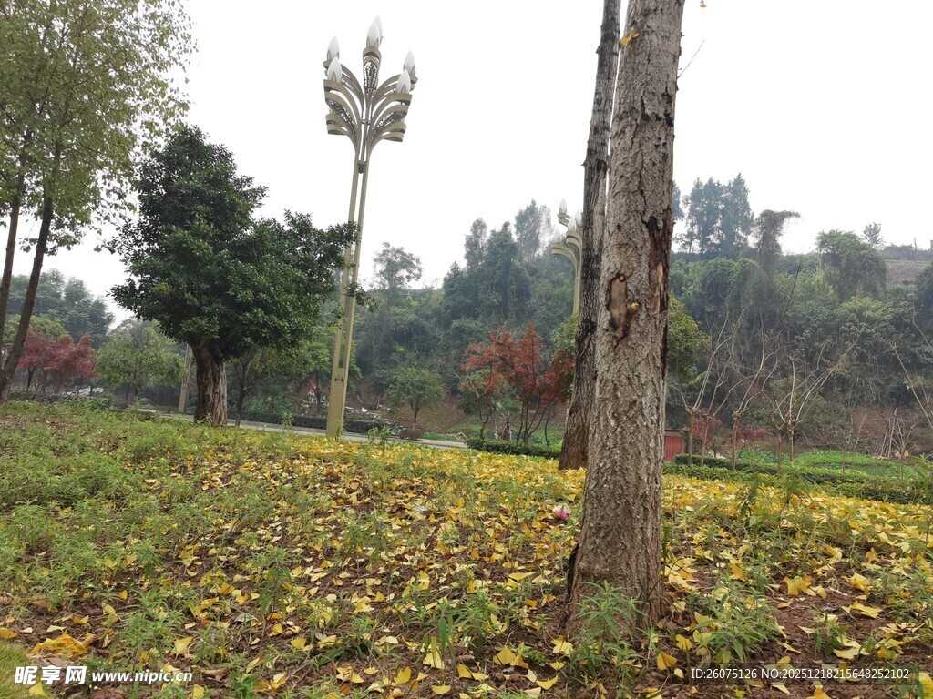 秋日林间落叶景致