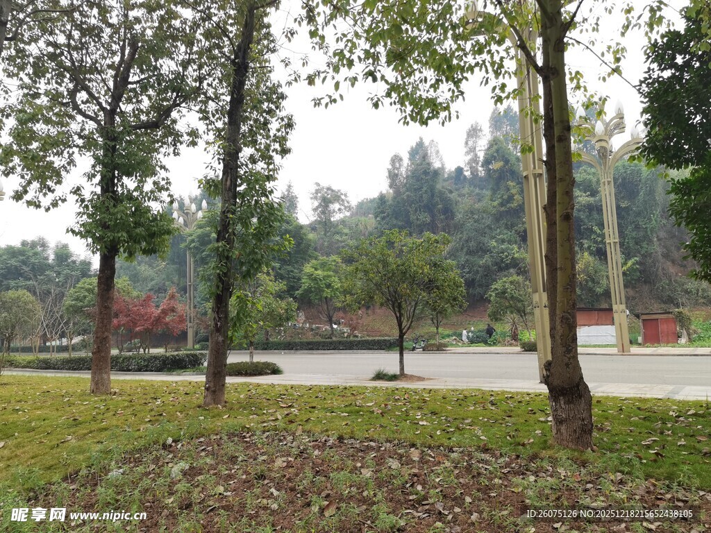 公园绿树草地景致