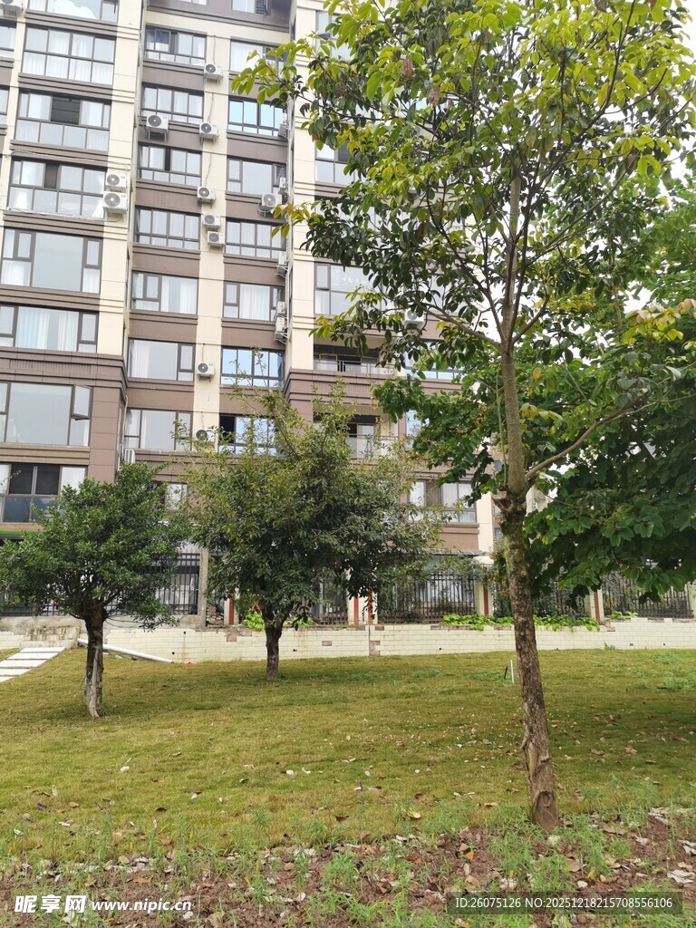 小区内的绿树与高楼景观