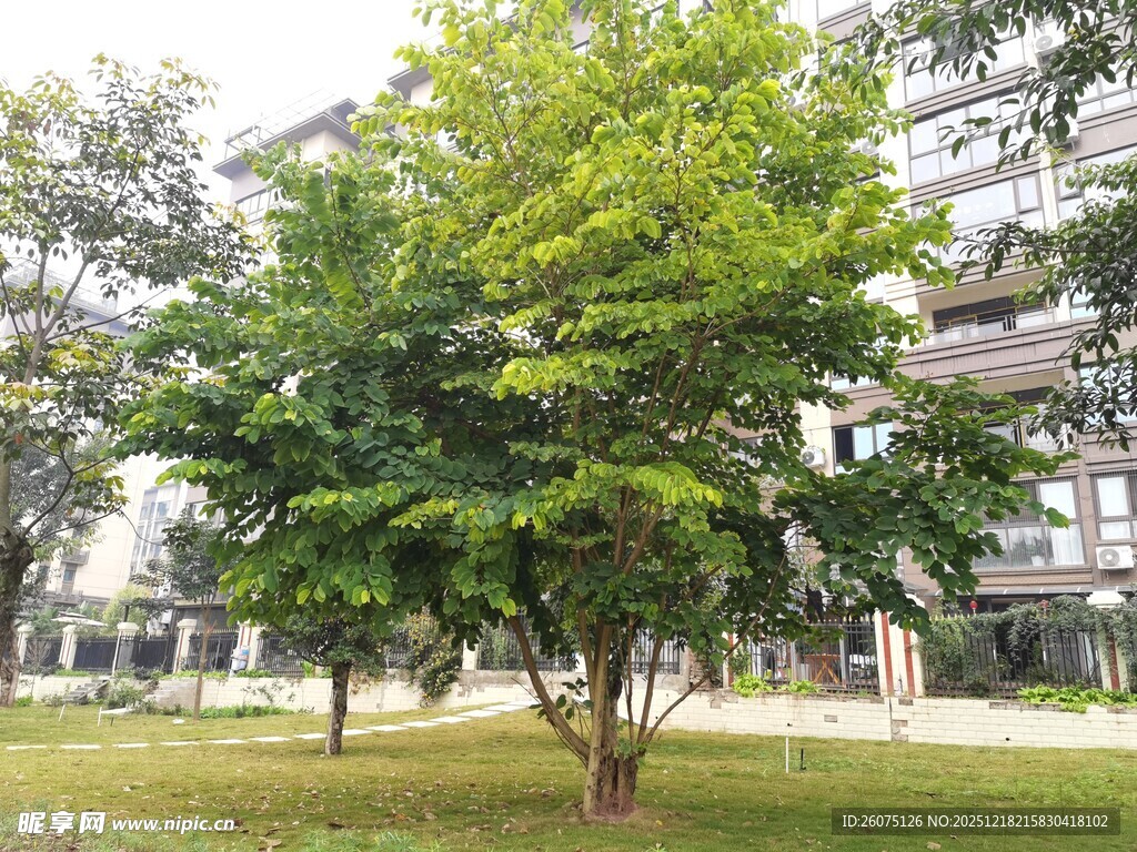 小区内的绿树与建筑