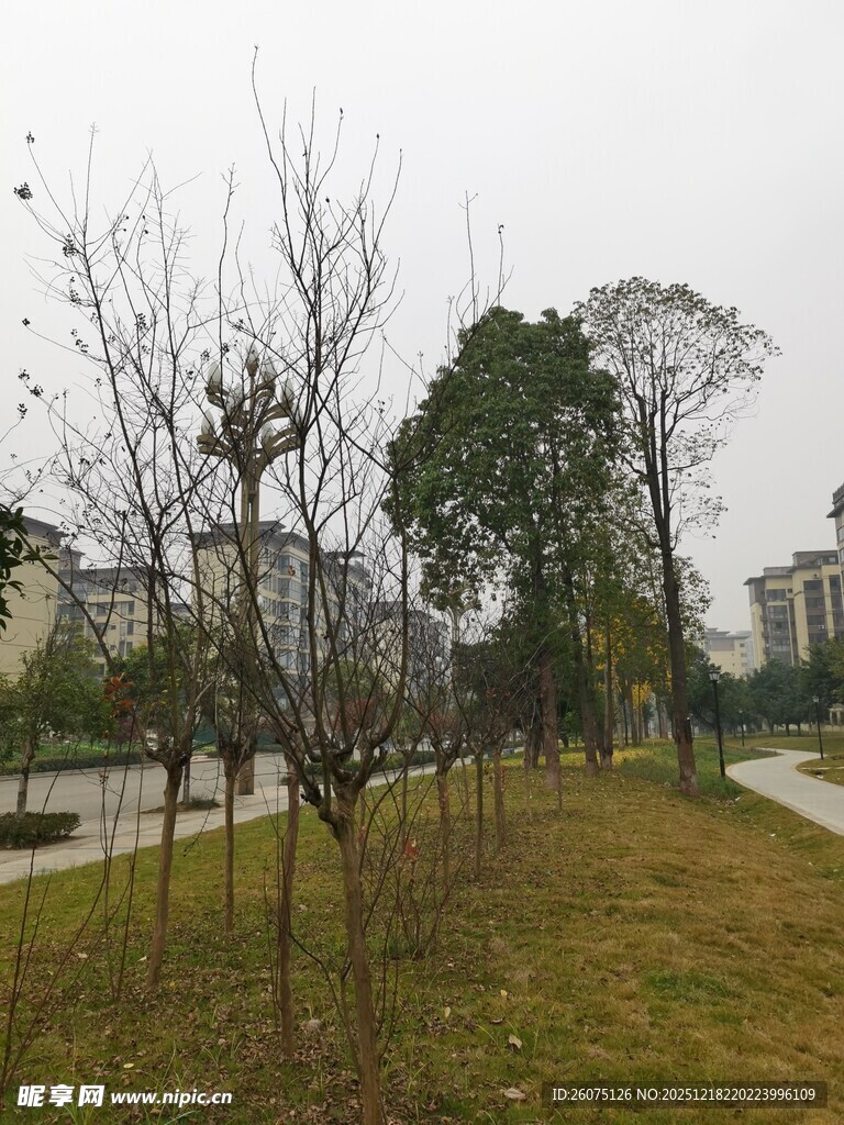 冬日城郊的树木与草地