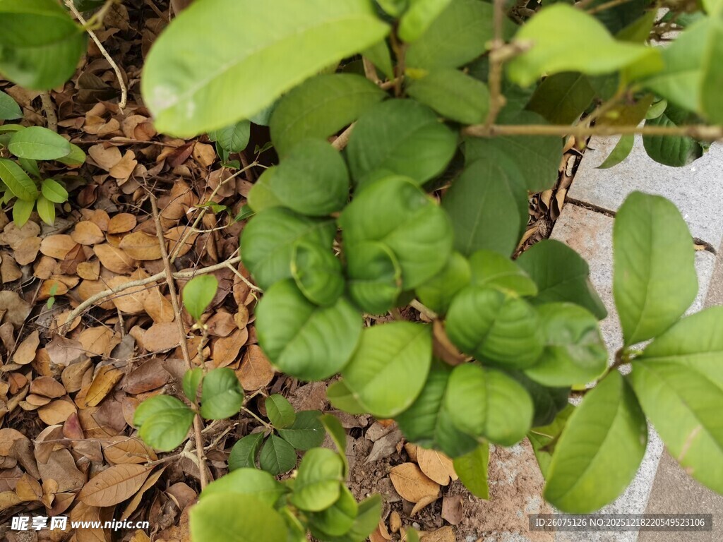 绿叶与枯叶相伴的景致