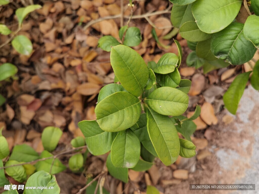 绿叶与枯叶交织的景致