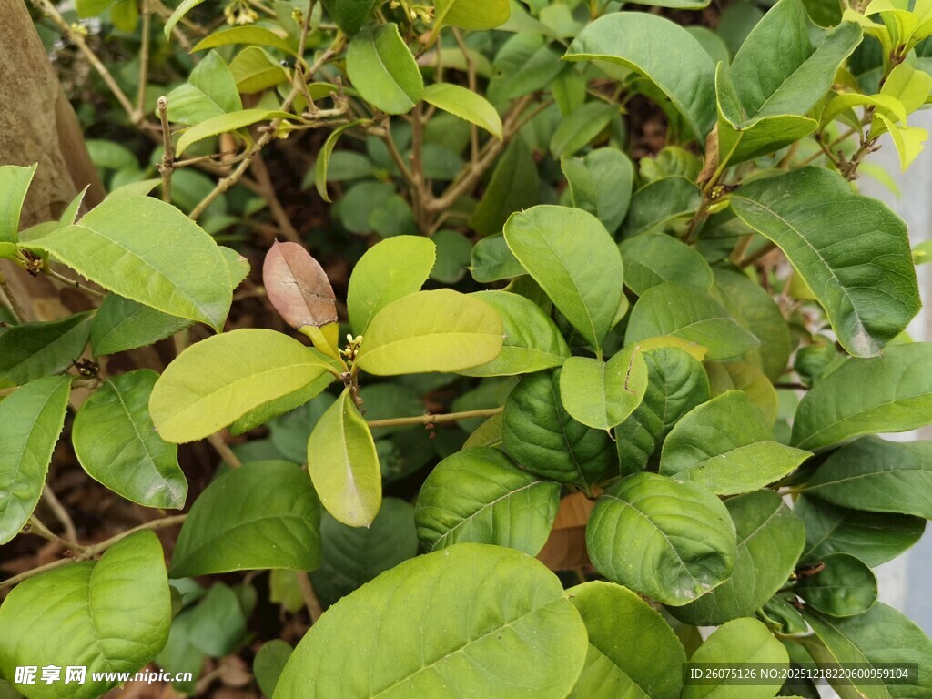 翠绿繁茂的盆栽植物