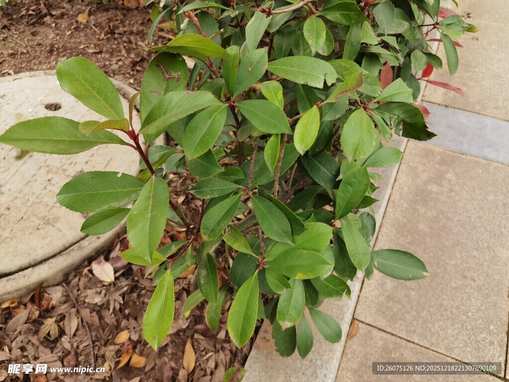 绿叶植物生机盎然