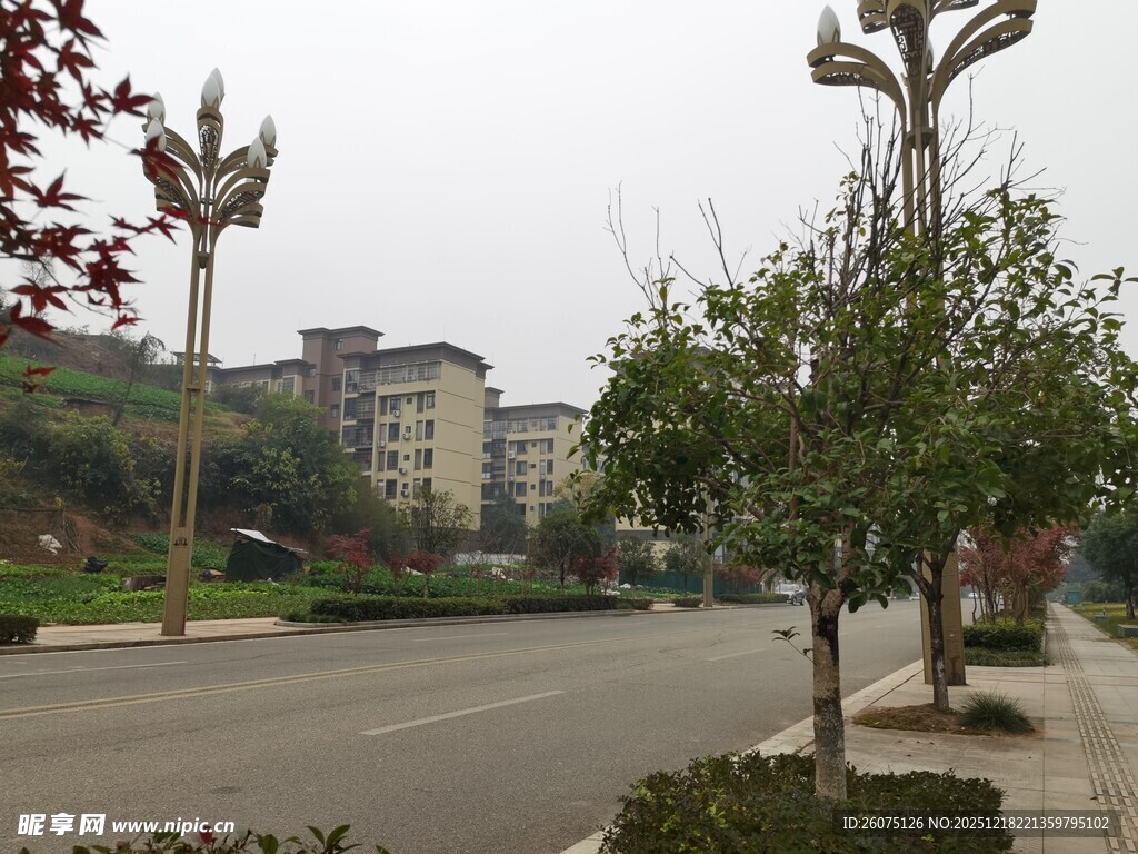 城市街道边的绿树与建筑