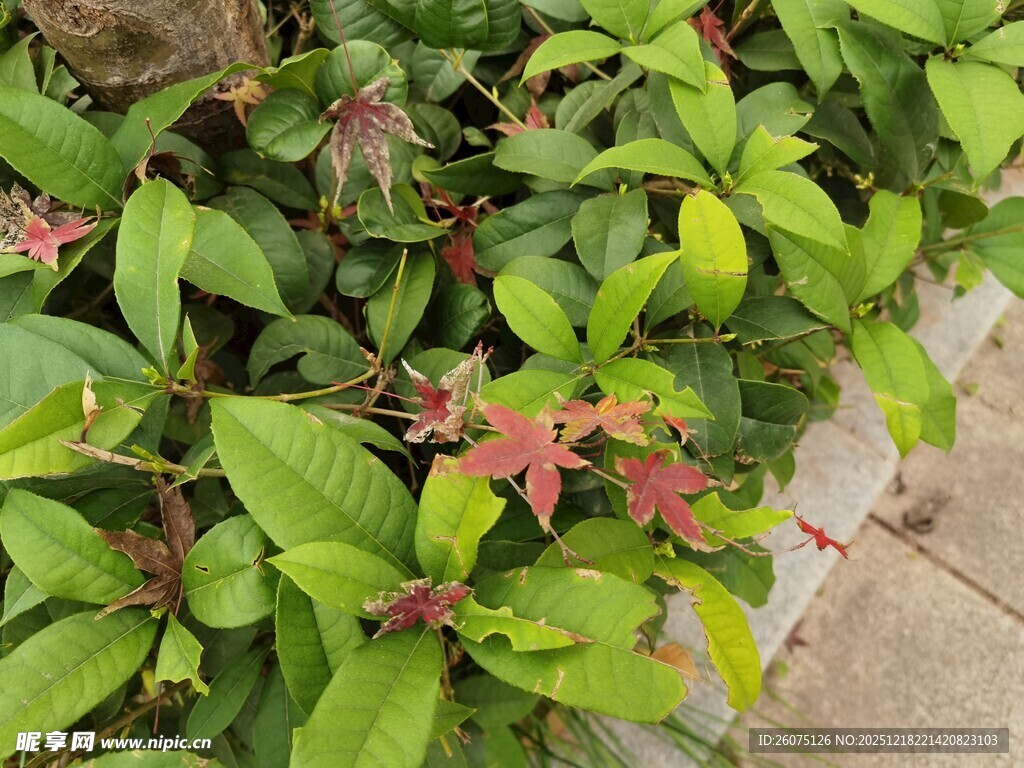 绿叶间的红嫩植物