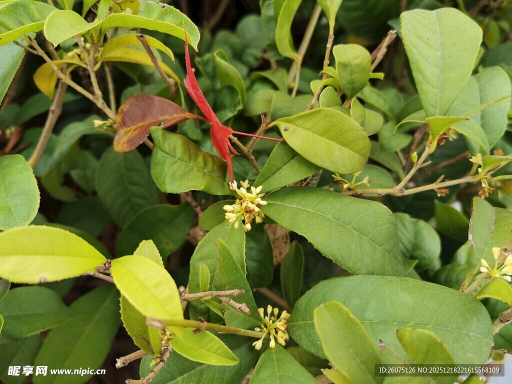 绿叶间的红色辣椒与小花