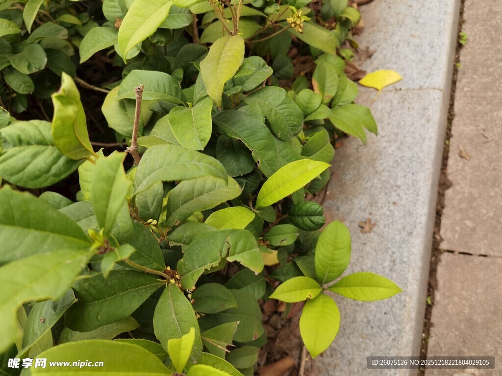 路边翠绿植物生机勃勃