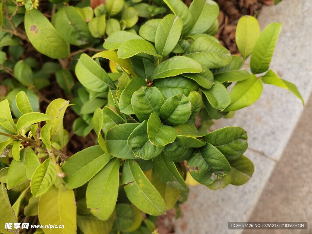翠绿叶片植物特写