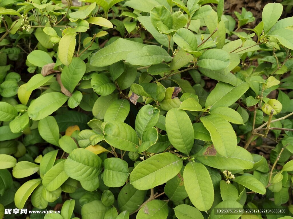 翠绿茂盛的叶片植物