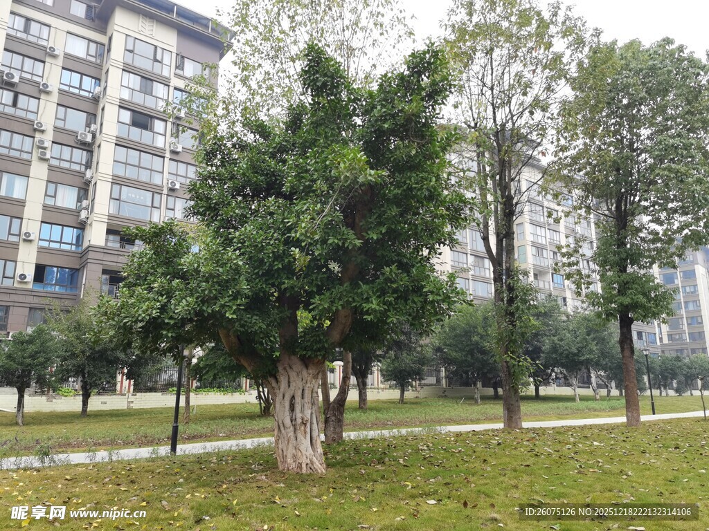 城市公园中的绿树景观