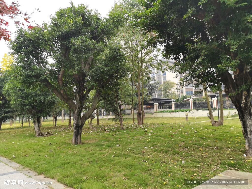 公园绿树草地景致