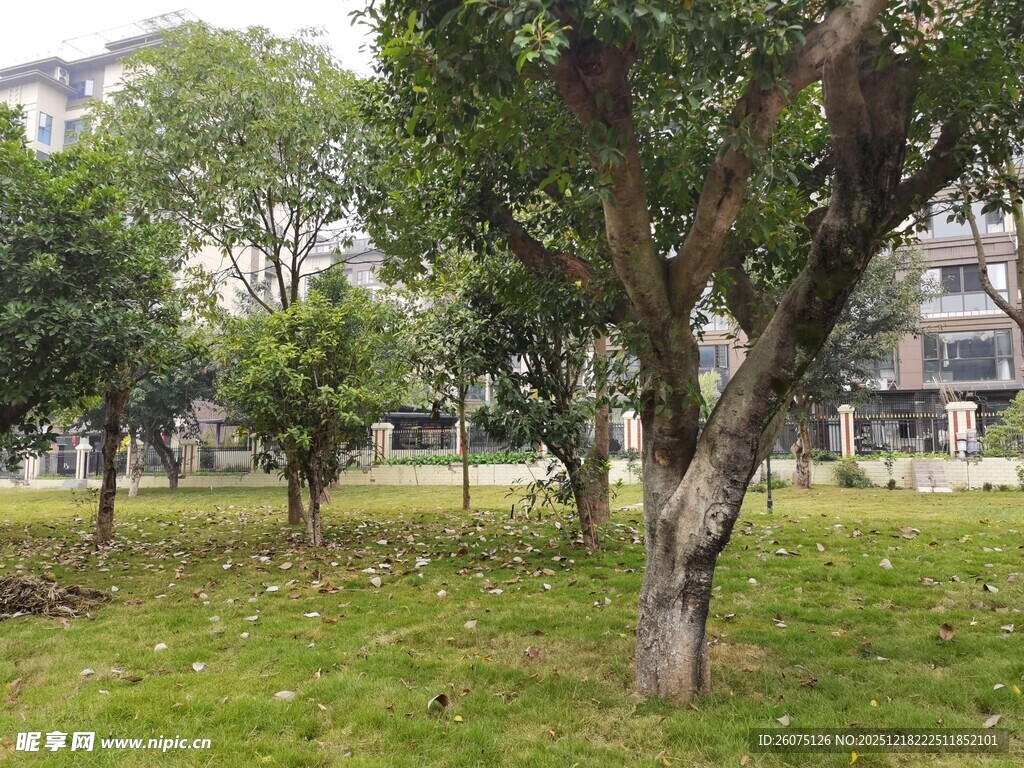 公园内葱郁树木与草地