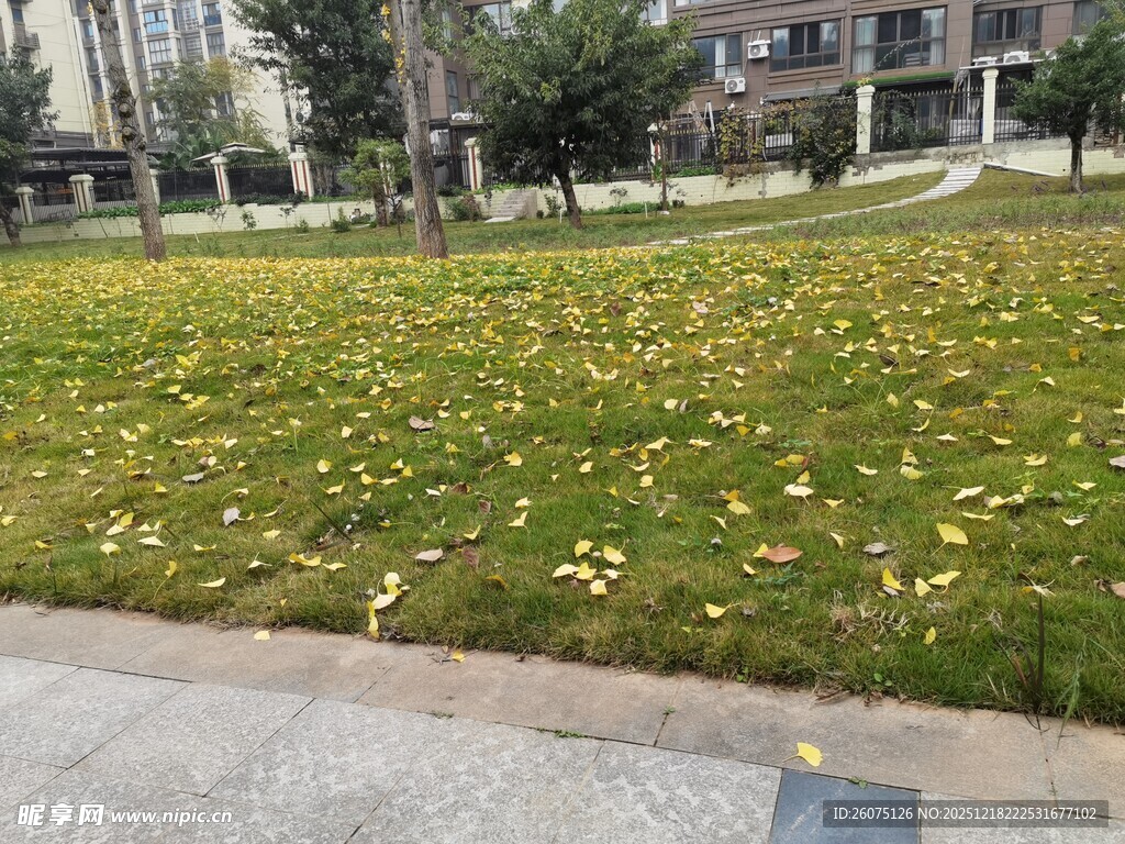 秋日草坪落叶景致