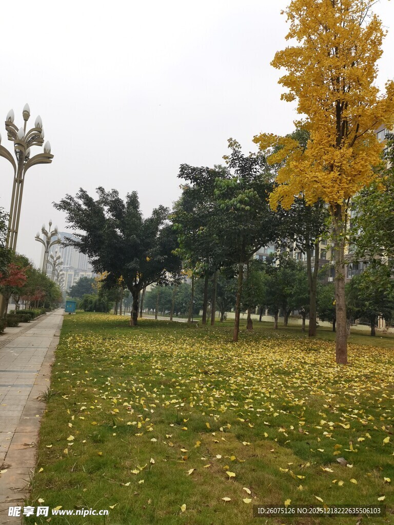 秋日公园落叶美景