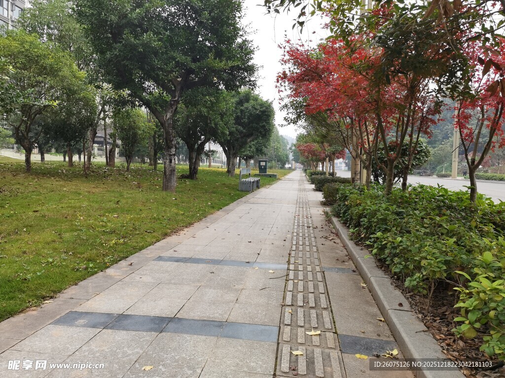 城市林荫步道风景