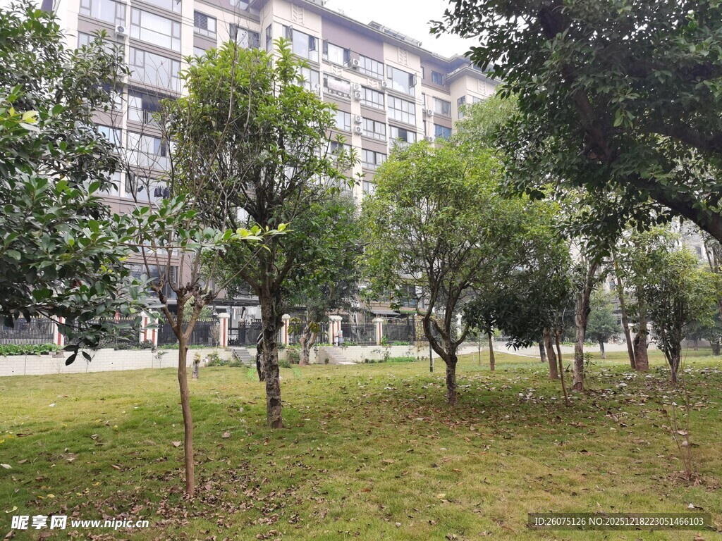 小区内绿意盎然的树木