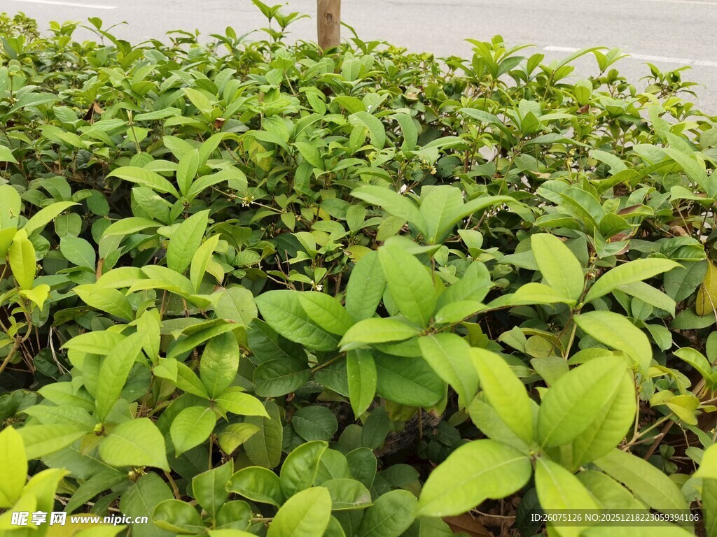 翠绿茂盛的绿植景观