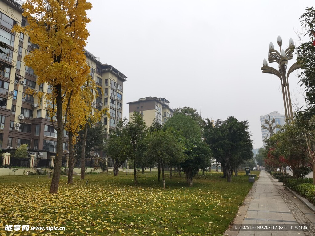 秋日小区落叶铺就的小径