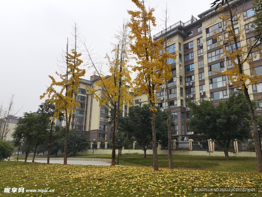 秋日小区旁的金黄银杏树