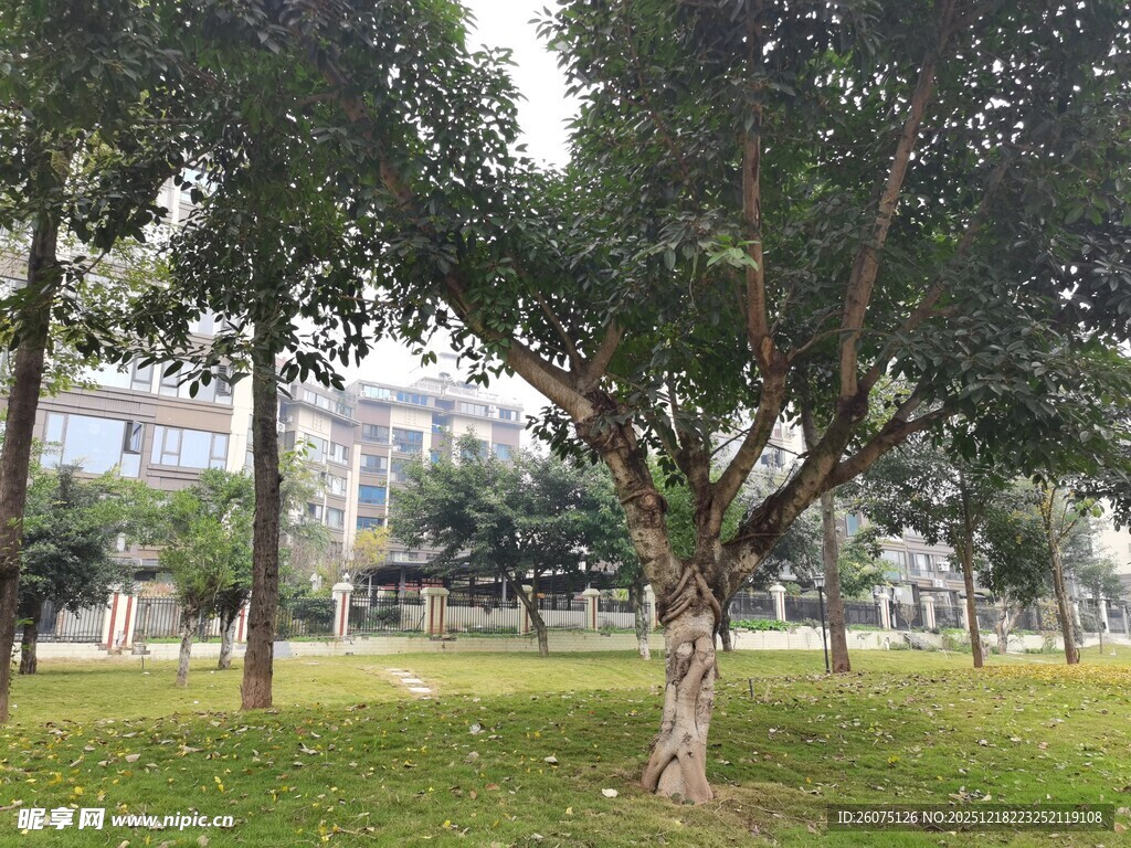 公园中葱郁树木与开阔草地