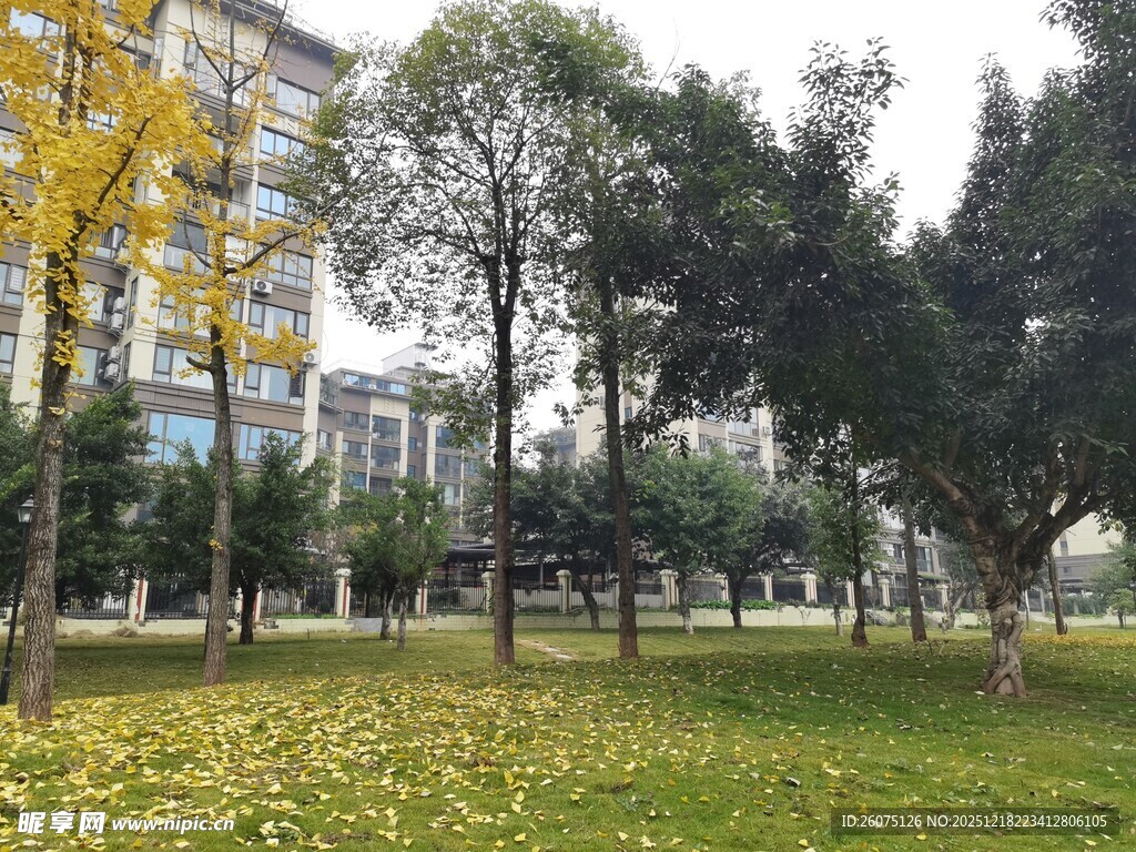 秋日公园草地树木景致