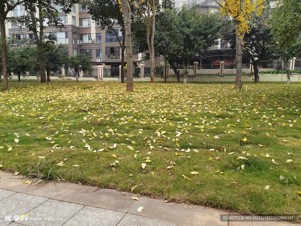 秋日草坪落叶景致