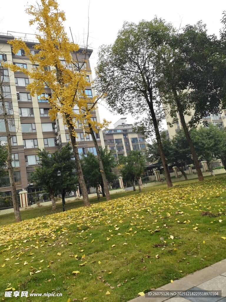 秋日草坪与金黄落叶景观