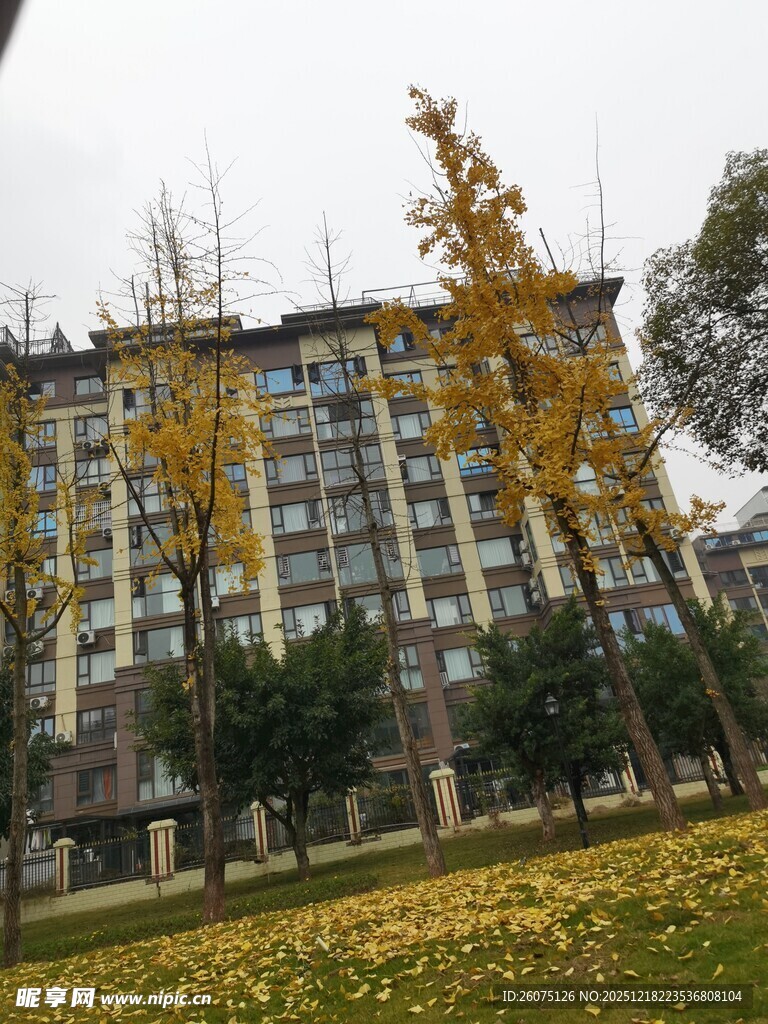 秋日黄叶映衬下的居民楼