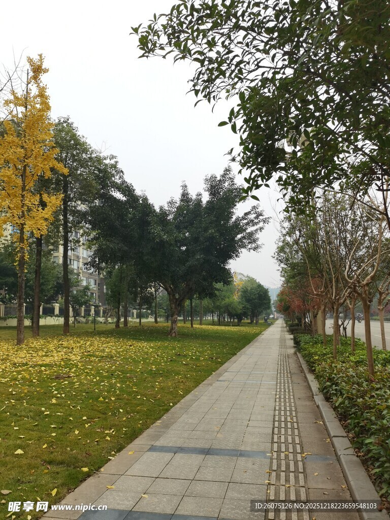 秋日林荫步道美景