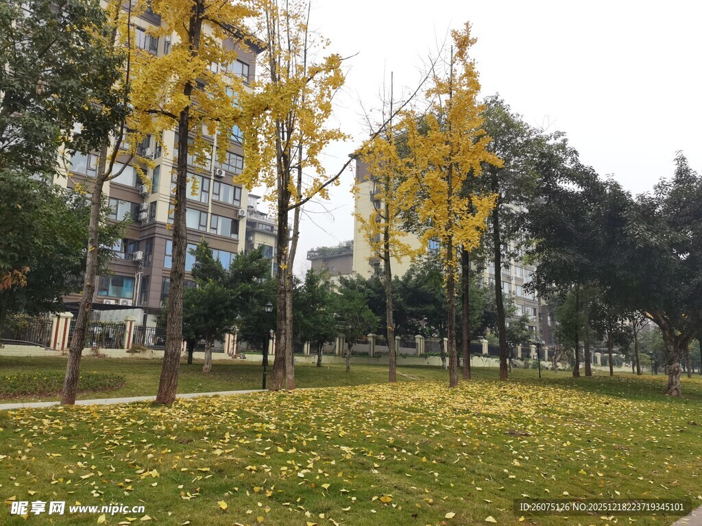 秋日公园黄叶铺地美景