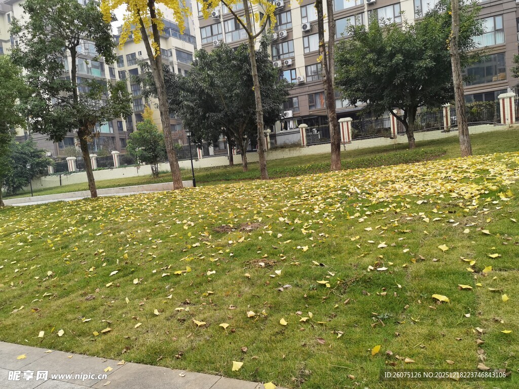 秋日草坪落叶景观