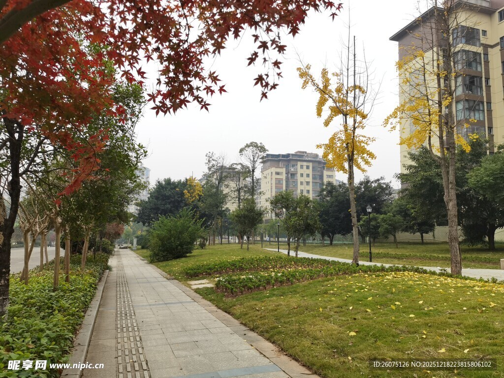 秋日校园林荫小道美景