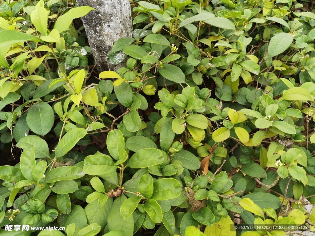 绿叶簇拥的树干