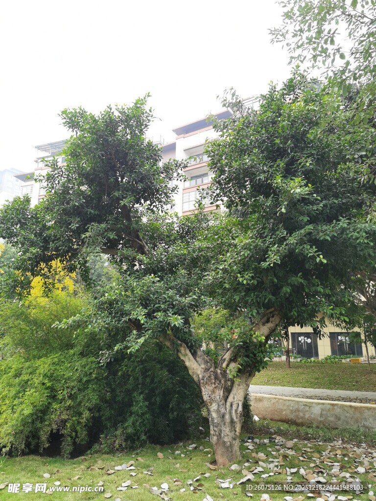 庭院中的繁茂绿树