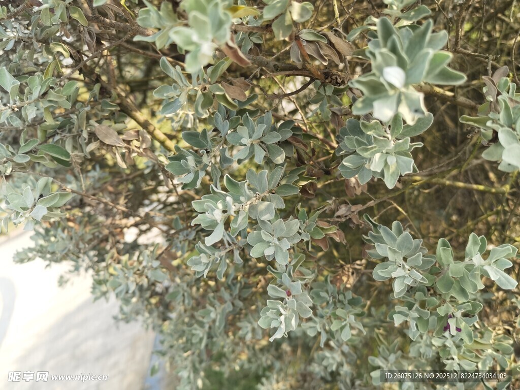 翠绿枝叶植物特写