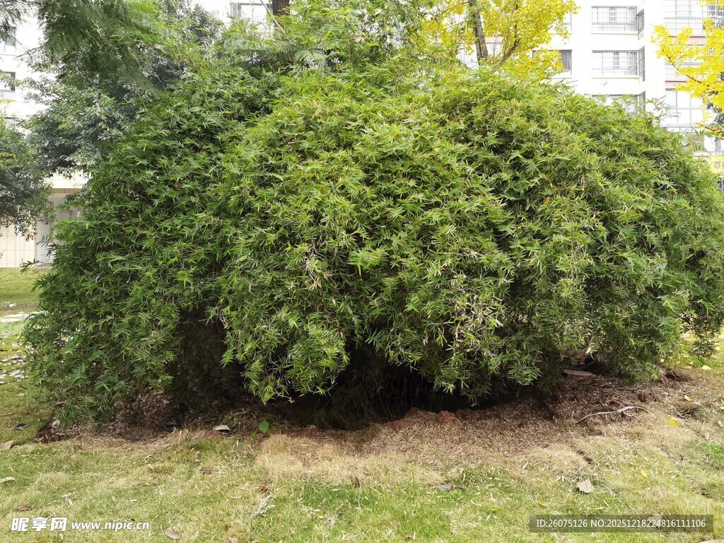 茂盛绿植灌木景观
