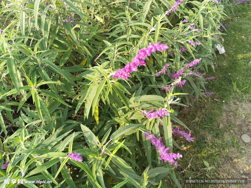 紫色花卉绽放于绿叶间